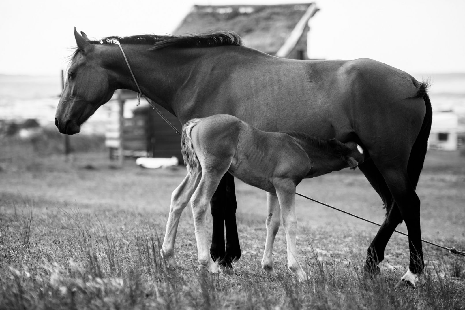 "Yegua alimentando a su Potrillo" — Cabo Polonio, 2015