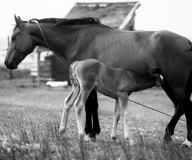 "Yegua alimentando a su Potrillo" — Cabo Polonio, 2015